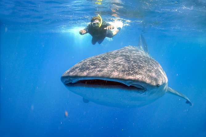 La Paz Whale Shark Snorkeling Tour and Lunch From Los Cabos - The ride home and how to plan your whole day