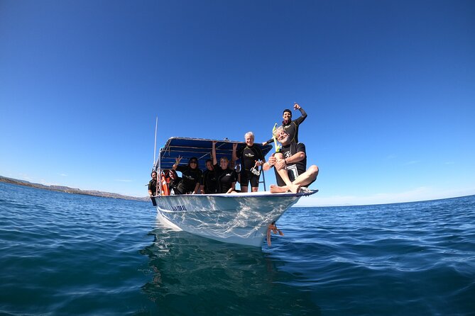 La Paz Whale Shark Snorkeling Tour and Lunch From Los Cabos - Who should book this La Paz whale shark snorkeling tour