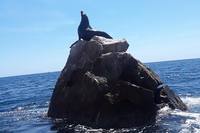 Land's End & Snorkel Tour in a Glass Bottom Boat (VisitA Cabo) - Learning the Local Ecosystem (and When Captain Guidance Helps)