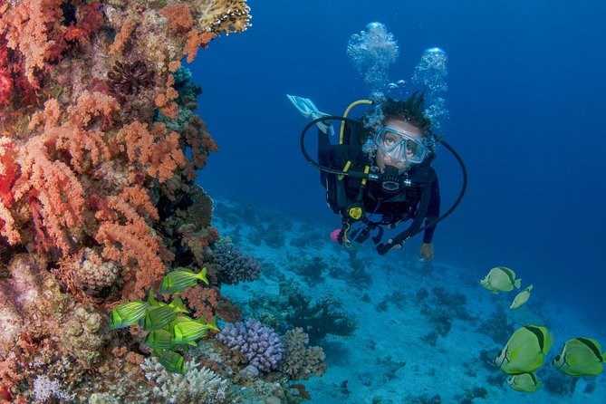 Learn to Scuba Dive in Cabo San Lucas with PADI - From check-in to pool practice: how your skills get taught