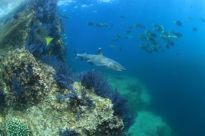Learn to Scuba Dive in Cabo San Lucas with PADI - Small-group support and boat comfort that reduce stress