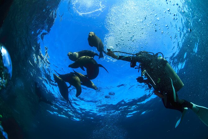 Los Cabos 2 tanks dive to The Corridor (Certified divers) - Two Tank Sessions in The Corridor: what you’ll actually experience
