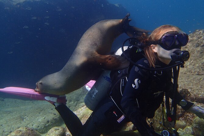 Los Cabos 2 tanks dive to The Corridor (Certified divers) - Boat comfort and small-group logistics that actually affect your day