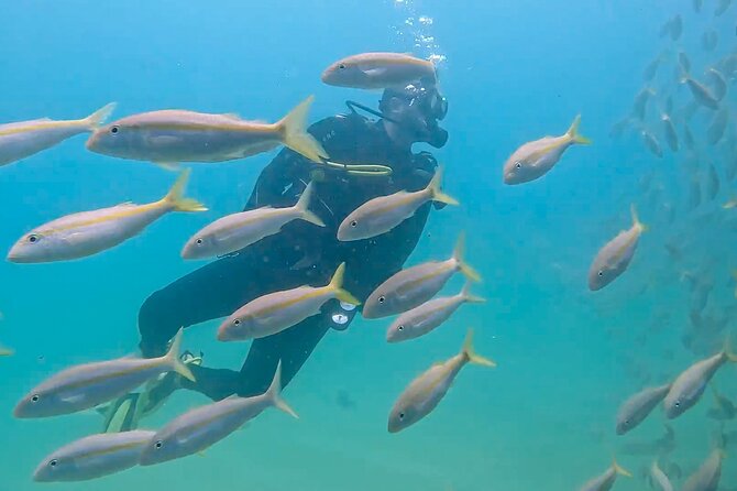 Los Cabos 2 tanks dive to The Corridor (Certified divers) - What marine life chances look like (and how to set expectations)