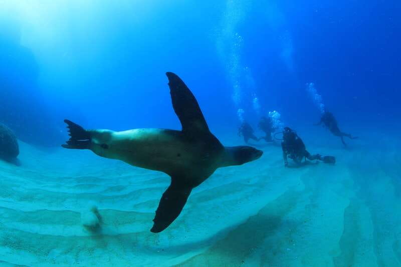 Los Cabos 3-Hour Certified Scuba Diving Tour - Key highlights you’ll care about