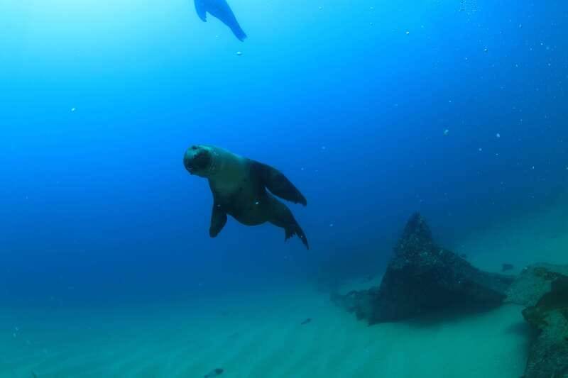 Los Cabos 3-Hour Certified Scuba Diving Tour - Best months for visibility and calm water