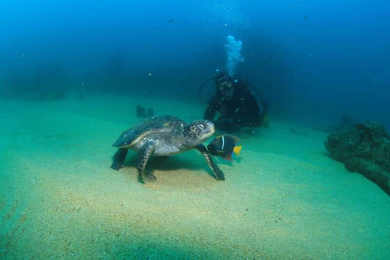 Los Cabos 3-Hour Certified Scuba Diving Tour - The Sea of Cortez underwater world: what you can expect to see
