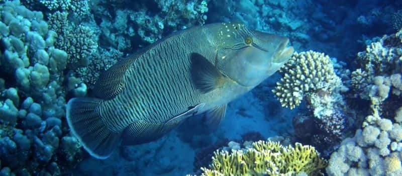 Los Cabos: 3-Hour Introductory Scuba Diving Adventure - Key highlights worth your attention