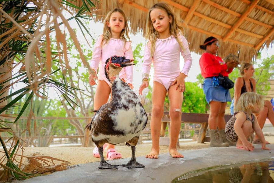 Los Cabos: Animal Encounter & Aqua Park Adventure - Wild Canyon’s Kingdom: Animal Encounters With Real Eco Lessons