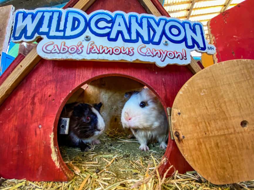 Los Cabos: Animal Encounter & Aqua Park Adventure - Who This Tour Suits Best (And Who Should Rethink It)