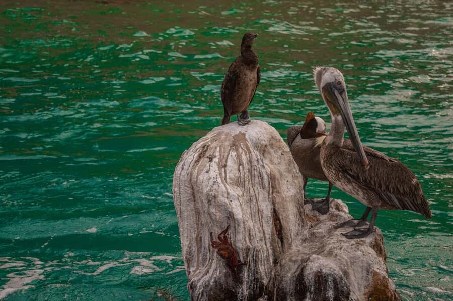 los cabos arch tour & drinks +snorkel tour - Sea lions, glass-bottom viewing, and marine moments