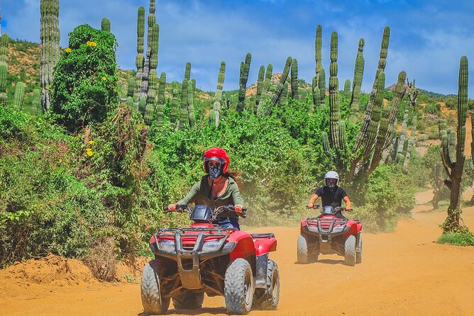 Los Cabos ATV Tour Double Rider - Winter Whales, Desert Fauna, and Why the Timing Can Matter