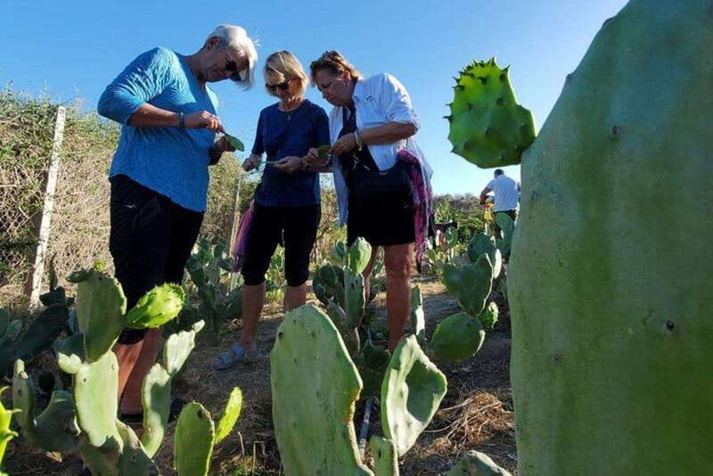 Los Cabos: Azteca Cactus Taco Farm to Table Cooking Class - On the ranch 35 miles north: goats, real farm life, and familiar flavors