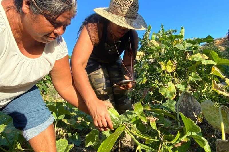 Los Cabos: Azteca Cactus Taco Farm to Table Cooking Class - Turning harvest into tacos: tortillas, spicy salsa, and hands-on cooking