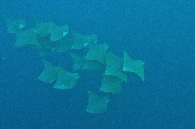 Los Cabos Beginner Scuba Dive Experience - Price and fees: how the $143 really plays out