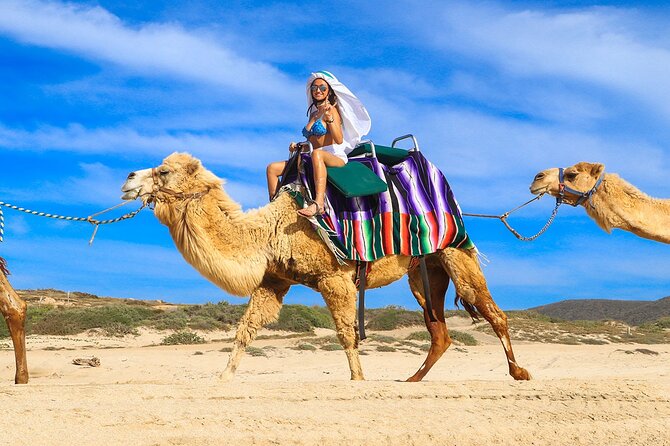 Los Cabos Camel Ride Adventure On The Beach - Key things to know before you go