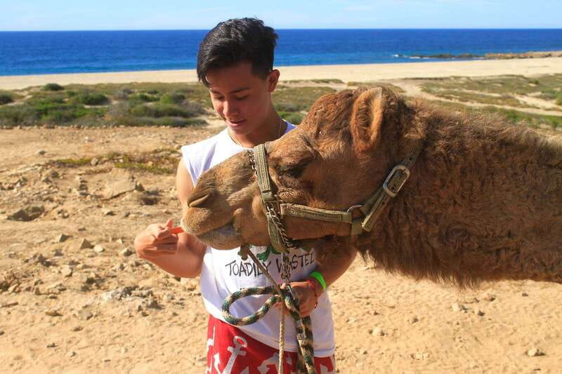 Los Cabos: Camel Ride Safari with Lunch and Tequila Tasting - Camel Ride by the Pacific: What the Experience Feels Like
