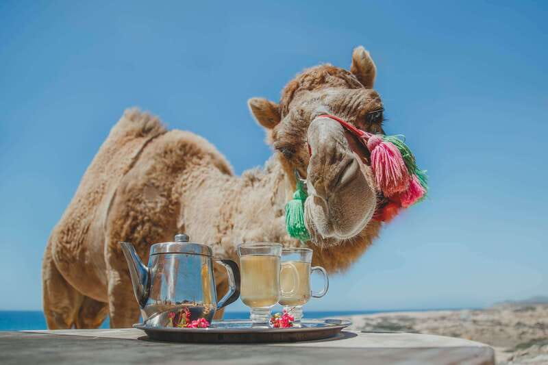 Los Cabos: Camel Ride Safari with Lunch and Tequila Tasting - Taco Lunch and Flavored Water: Simple, Local Refuel