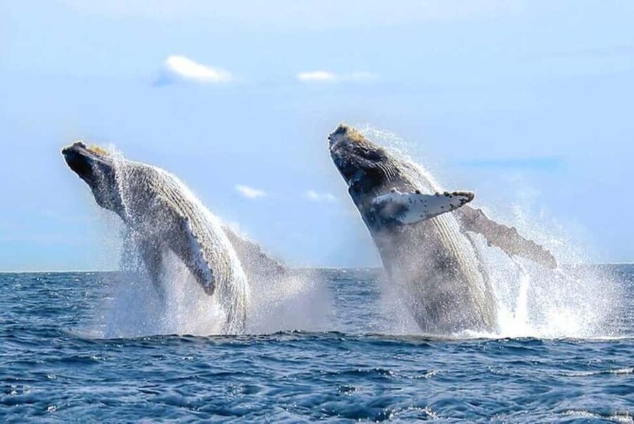 Los Cabos: Catamaran Whale Watching Cruise - Gray, humpback, and blue whales: what you’re really paying for
