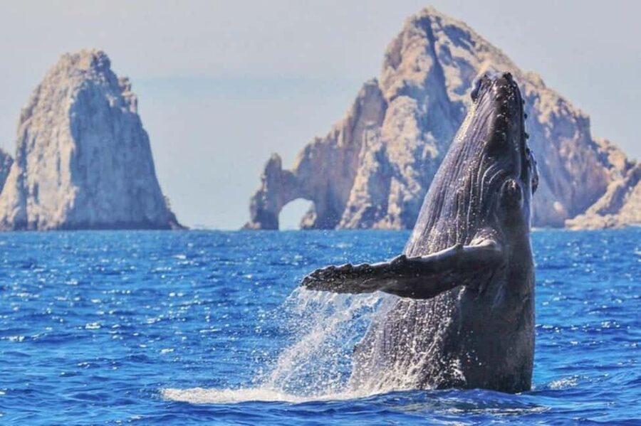Los Cabos: Catamaran Whale Watching Cruise - Two hours on the Pacific: spotting whale behavior and the Arch of Cabo San Lucas