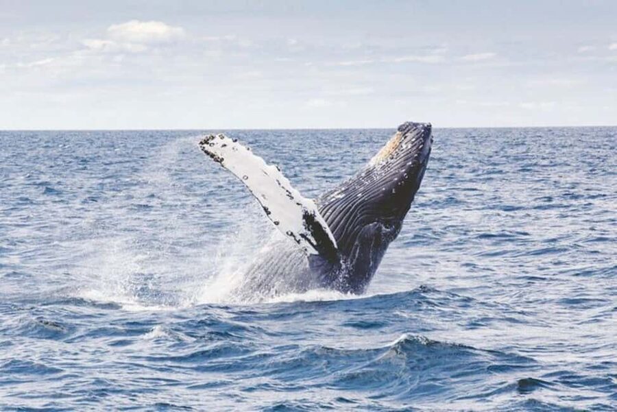 Los Cabos: Catamaran Whale Watching Cruise - Should you book Los Cabos catamaran whale watching?