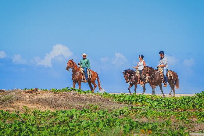 Los Cabos Horseback Riding - Playa Migrino Beach Time: The Payoff and What to Look For