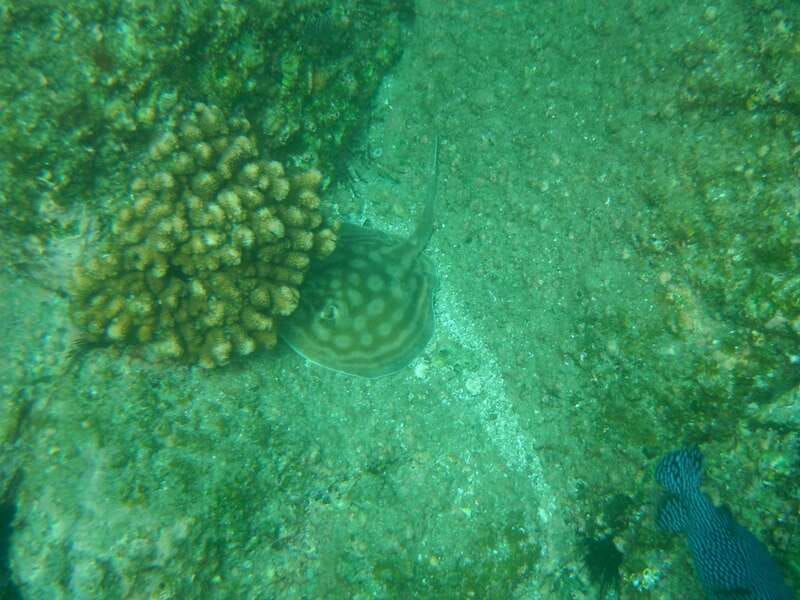 Los Cabos: Kayaking and Snorkeling in Two Pristine Bays - Should you book this Los Cabos kayaking and snorkeling tour?