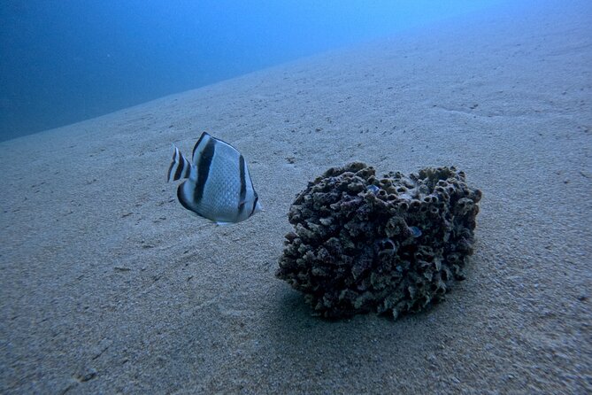 Los Cabos Open Water Diver Course - Where You Start in Cabo: Meeting Point and Timing