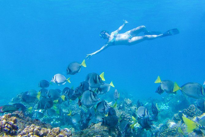 Los Cabos Power snorkel Adventure, Kayaking and Stand-Up Paddle - Marine life odds: what you might see and when it matters