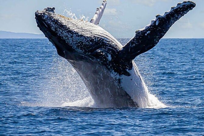Los Cabos Private Yacht Whale Watching & Drinks - Up to 18 Guests - Why Cabo Whale Season Feels Like a Real Event