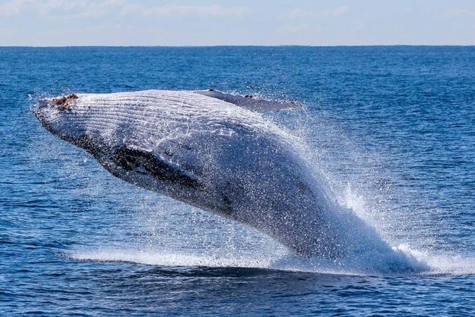 Los Cabos Private Yacht Whale Watching & Drinks - Up to 18 Guests - Arch of Cabo San Lucas: The Landmark Stop That’s More Than a Photo Op