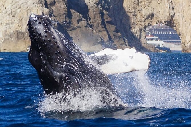 Los Cabos Private Yacht Whale Watching & Drinks - Up to 18 Guests - Snorkeling, Paddle Board, and Floating Mat: Using the Included Gear Like a Pro