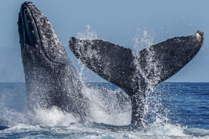 Los Cabos Private Yacht Whale Watching & Drinks - Up to 18 Guests - Group Size and the Private Yacht Advantage