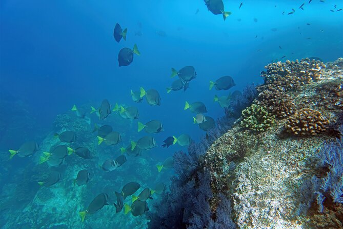 Los Cabos Snorkeling Tour by Speed Boat with Photos Included - A speed-boat snorkel built for comfort, not chaos