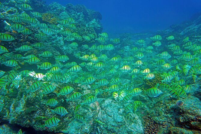 Los Cabos Snorkeling Tour by Speed Boat with Photos Included - Where you meet the boat (and how to avoid the mini-stress)