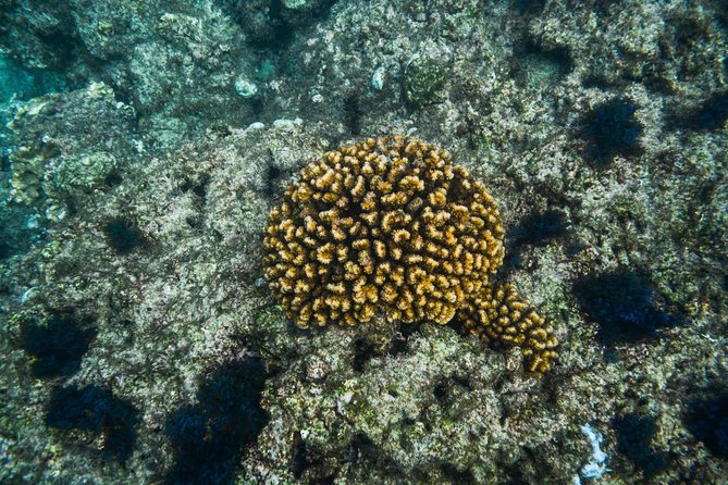 Los Cabos Snorkeling Tour to Chileno Bay and Santa Maria Cove - Gear, Wetsuits, and the Guide Style That Makes or Breaks Snorkeling