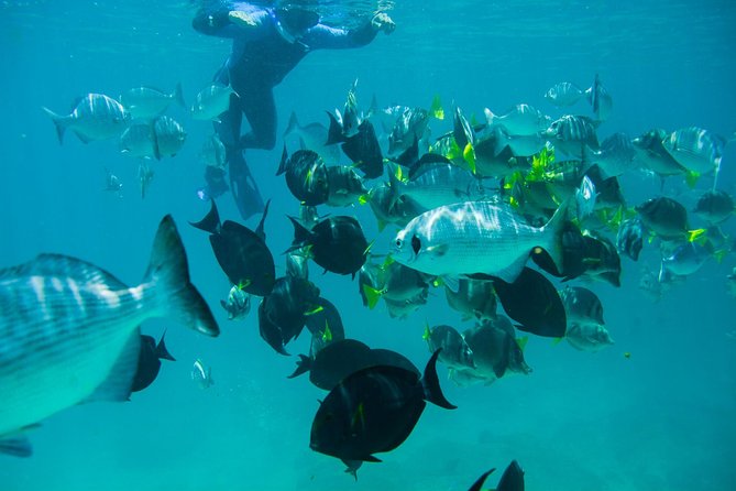 Los Cabos Snorkeling Tour to Chileno Bay and Santa Maria Cove - Weather, Winter-Chill, and Why Morning Time Is a Strategy