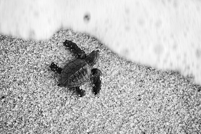 Los Cabos turtle release conservation program - Quick Key Points Before You Go
