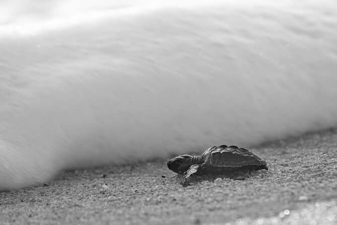 Los Cabos turtle release conservation program - Rancho Carisuva to Playa Migriño: The Real Rhythm of This Tour