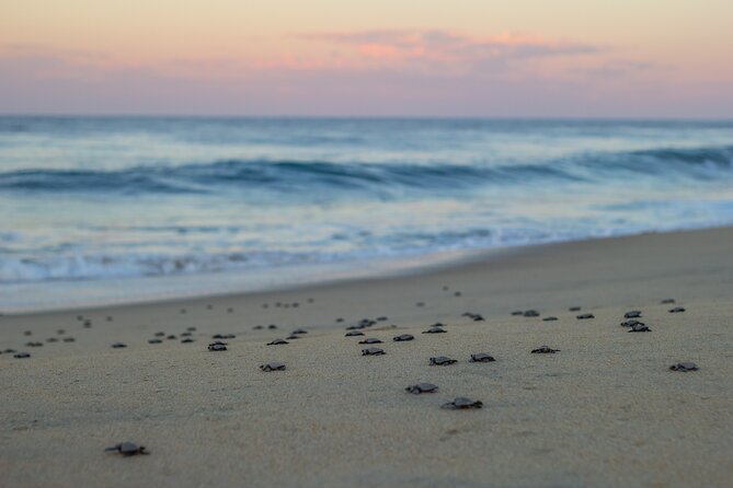 Los Cabos turtle release conservation program - Stop 2: Playa Migriño and the Turtle Nesting Season