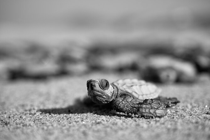 Los Cabos turtle release conservation program - The Release Moment: Watching Hatchlings Find the Ocean