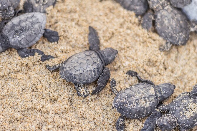 Los Cabos turtle release conservation program - Group Size, Private Upgrades, and What That Means for You