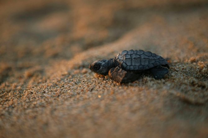 Los Cabos Turtle Release Eco-Experience - Key Highlights You’ll Actually Care About