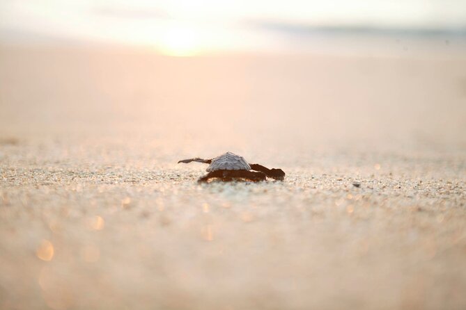 Los Cabos Turtle Release Eco-Experience - Turtle Release in San José del Cabo: Why This Eco Tour Hits Different