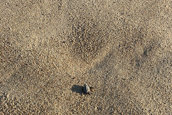 Los Cabos Turtle Release Eco-Experience - Stop 1 in San José del Cabo: Beaches That Can Vary
