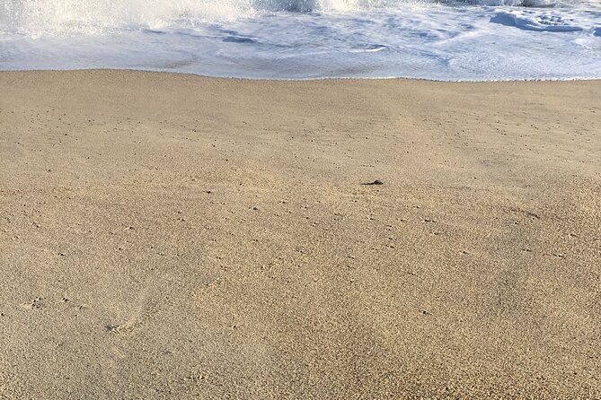 Los Cabos Turtle Release Eco-Experience - What You’ll Do With the Hatchlings (And Why the Rules Matter)