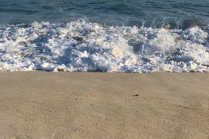 Los Cabos Turtle Release Eco-Experience - Guide Talk: Learning Turtle Biology, Not Just Watching It