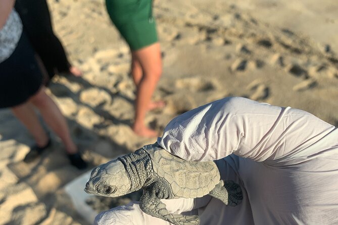Los Cabos Turtle Release Eco-Experience - Group Size: What Max 20 Travelers Changes