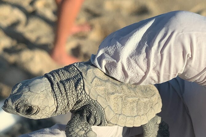 Los Cabos Turtle Release Eco-Experience - The Human Moment: Crowds, Timing, and How the Team Handles It