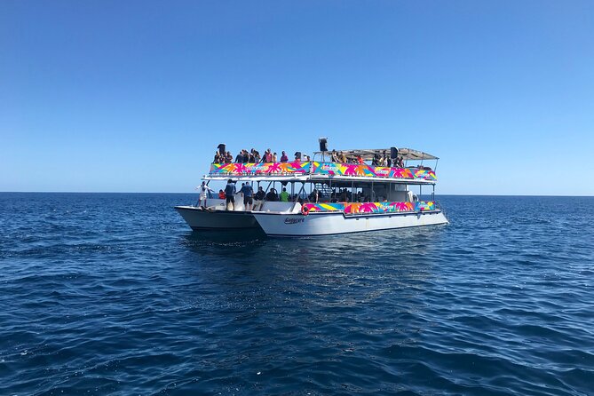 Los Cabos Whale Watching Cruise Including Breakfast - Whale watching in the Sea of Cortez: what to expect in real terms